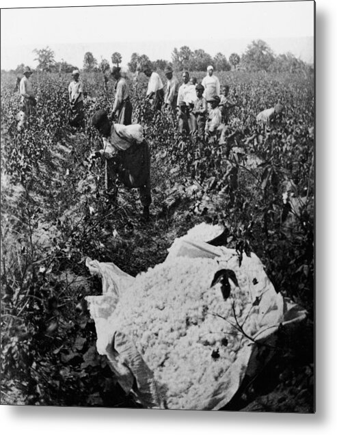Sharecropper Metal Print featuring the photograph 19th Century Cotton Picking by Lightfoot