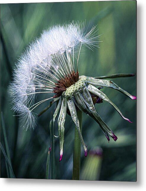 Dandelion Metal Print featuring the photograph Dandelion Fluff #4 by Fred Louwen
