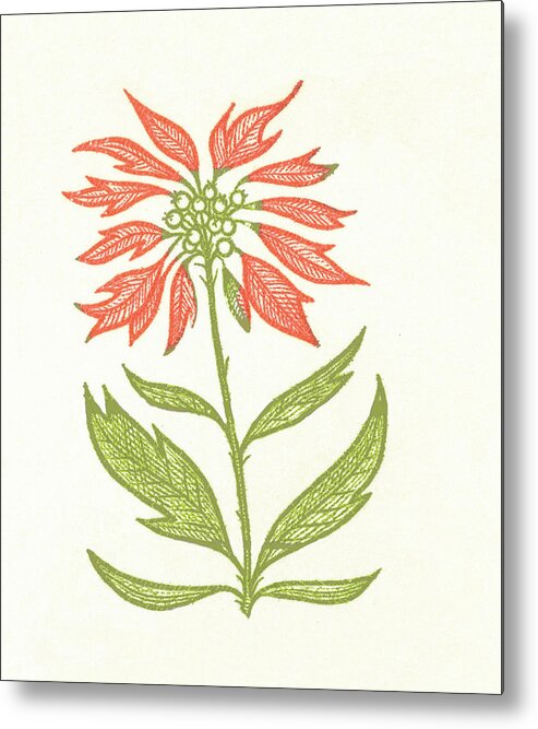 Bloom Metal Print featuring the drawing Flower #40 by CSA Images