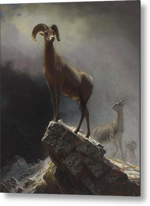 Sheep Metal Print featuring the painting Albert_Bierstadt_-_Rocky_Mountain_Sheep_or_Big_Horn,_Ovis,_Montana by Albert Bierstadt
