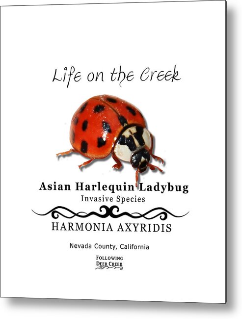 Ladybug Metal Print featuring the digital art Asian Harlequin Ladybug by Lisa Redfern