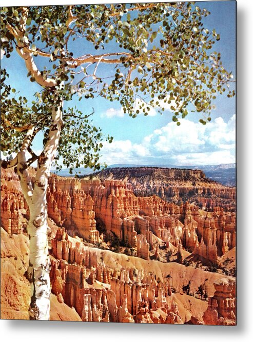 Birch Metal Print featuring the drawing Canyon by CSA Images