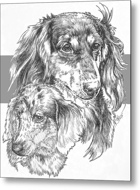 Hound Group Metal Print featuring the drawing Dachshund - Long-hair and Pup by Barbara Keith