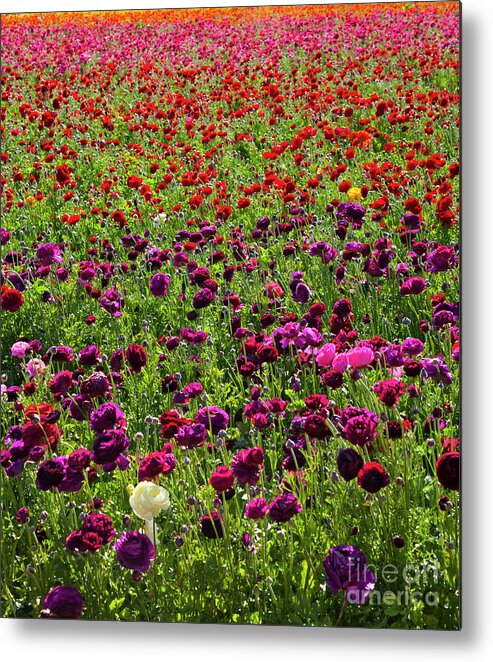 Ranunculus In Bloom Metal Print featuring the photograph Flower Fields Show of Violet and Orange by Catherine Walters