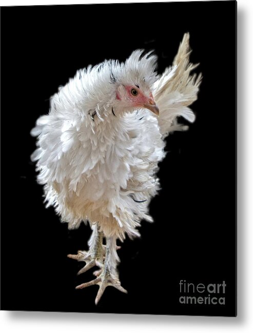 #frizzle #chicken #feathers #featherseverywhere #cute #frilly #farm #farmhouse #ranch #ranchhouse #country #countryliving #chickenbreeder Metal Print featuring the photograph Frizzle Frazzle by Cheryl McClure