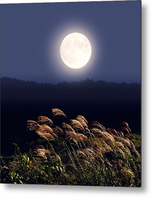 Grass Metal Print featuring the photograph Full Moon And Japanese Silver Grass by Gyro Photography/amanaimagesrf