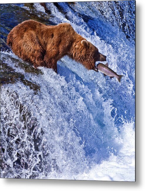 Grizzly Metal Print featuring the photograph Grizly Bears At Katmai National Park by Gleb Tarro