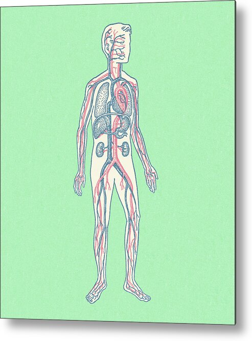 Anatomical Metal Print featuring the drawing Human Circulatory System by CSA Images