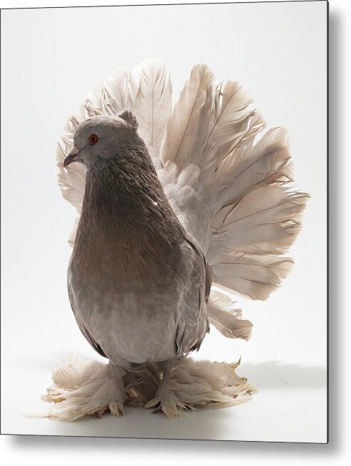 Pigeon Metal Print featuring the photograph Indian Fantail Pigeon by Nathan Abbott