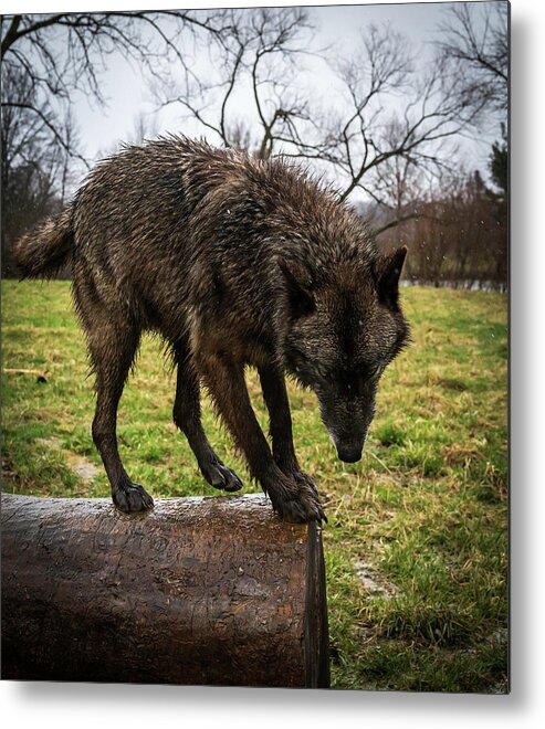 Wolves Wolf Metal Print featuring the photograph Jump by Laura Hedien
