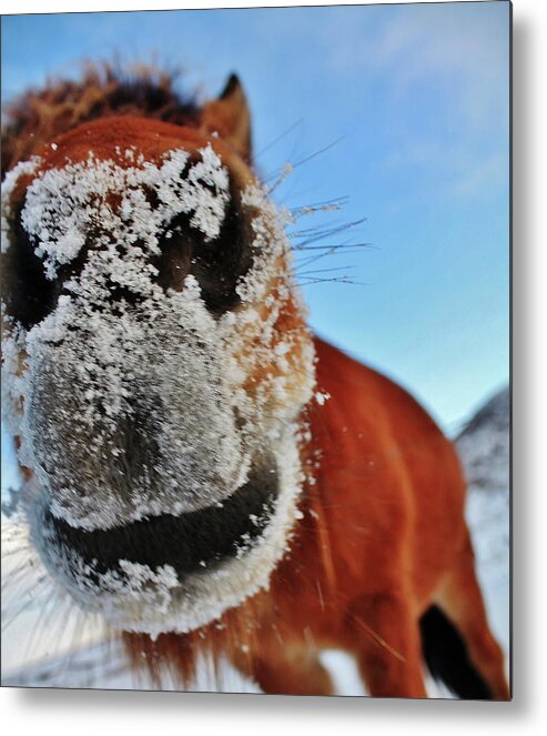 Horse Metal Print featuring the photograph Just Saying Hi by Jaana-marja Rotinen