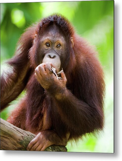 Animal Metal Print featuring the photograph Juvenile Sumatran Orang-utan (pongo by Nick Garbutt