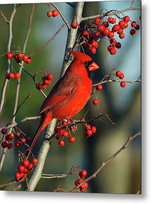 Animal Themes Metal Print featuring the photograph Male Cardinal On Branch by H .h. Fox Photography