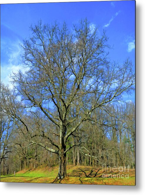 Tree Metal Print featuring the photograph Open Arms - Beautiful Bare Branches by Kerri Farley