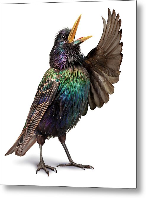 White Background Metal Print featuring the photograph Opera_bird_04 by Holloway