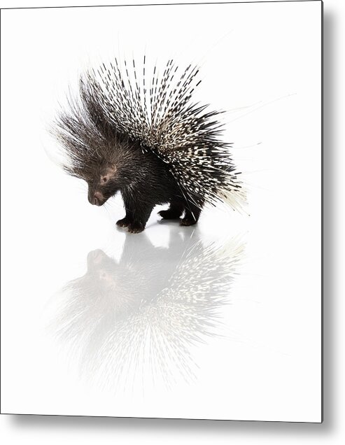 Risk Metal Print featuring the photograph Porcupine Hystrix Cristata by Jonathan Knowles