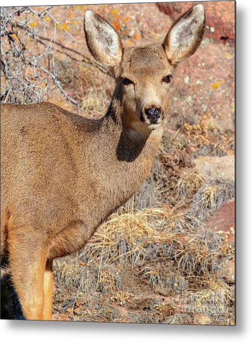 Deer Metal Print featuring the photograph Portrait of a Deer in the Morning by Steven Krull