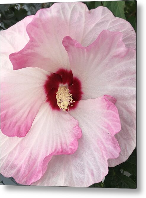 Hibiscus Metal Print featuring the photograph Ruffles and Ruby by Anjel B Hartwell