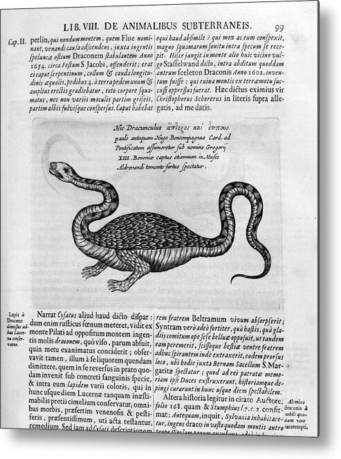 Engraving Metal Print featuring the drawing Small Dragon, 1678. Artist Athanasius by Print Collector