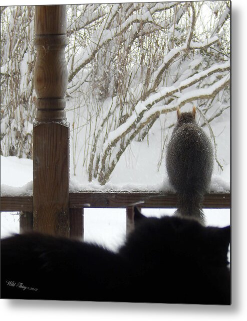 Winter Metal Print featuring the photograph The Watcher by Wild Thing