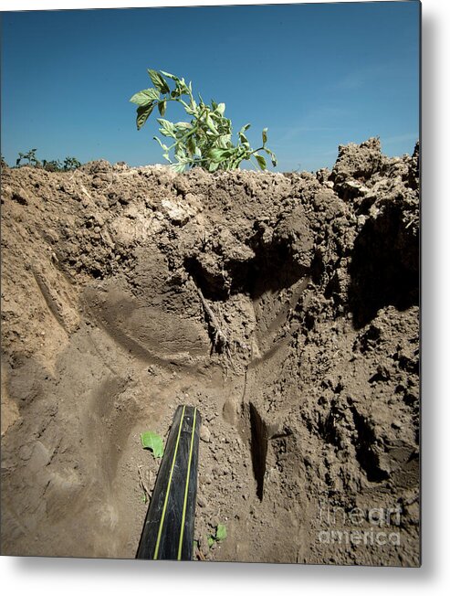 15th April 2015 Metal Print featuring the photograph Tomato Plants Growing Using Micro Irrigation by Lance Cheung/us Department Of Agriculture/science Photo Library