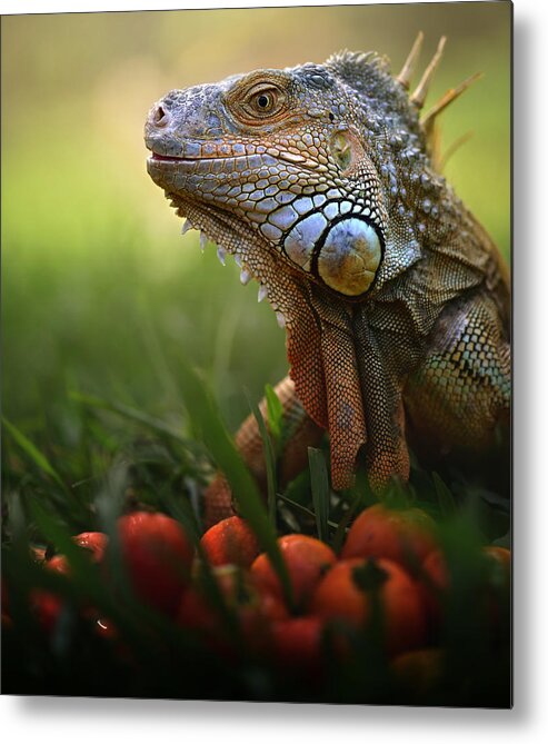 Dragon Metal Print featuring the photograph Tomatoes Time by Fahmi Bhs