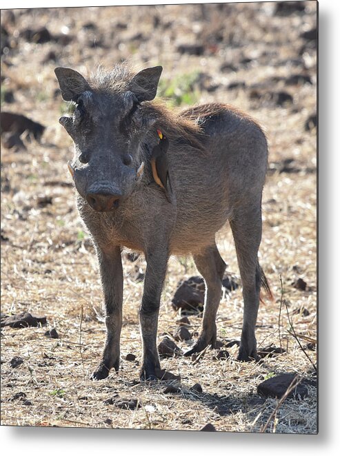 Warthog Metal Print featuring the photograph Warthog with Oxpecker by Ben Foster