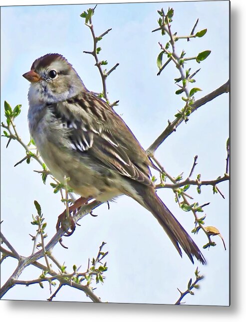 Affordable Metal Print featuring the photograph White-Crowned Sparrow on Creosote by Judy Kennedy