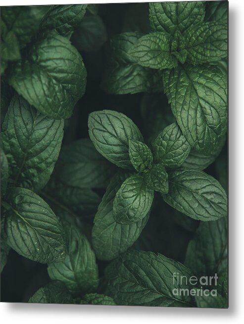 Mint Metal Print featuring the photograph Mint green leaves pattern background #1 by Jelena Jovanovic