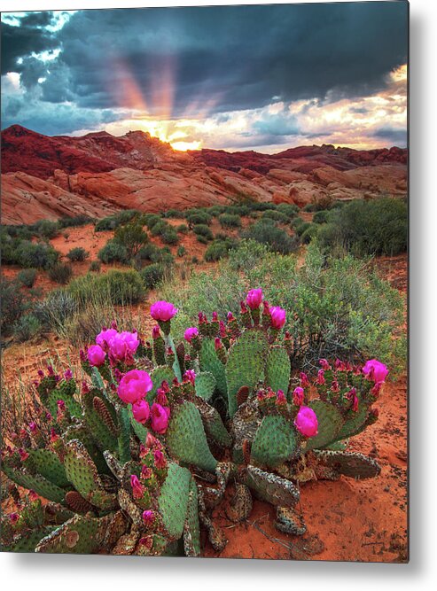 Spring Metal Print featuring the photograph Valley of Fire #1 by Wasatch Light