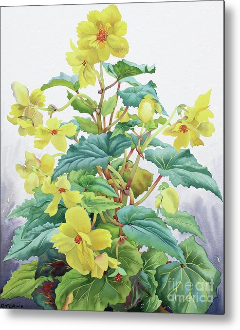 Yellow Metal Print featuring the painting Yellow Begonia by Christopher Ryland