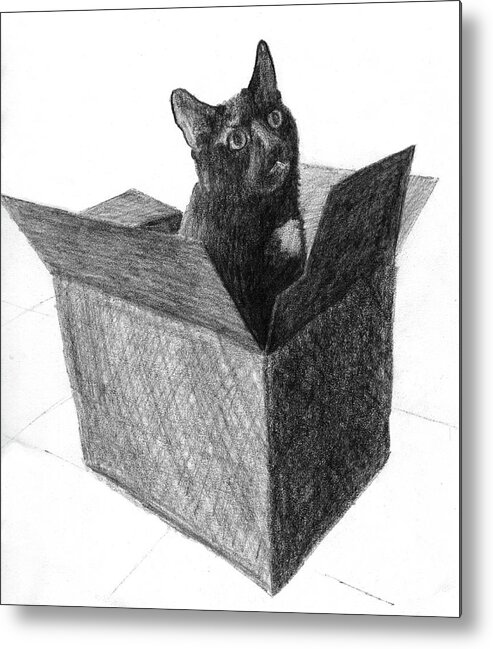 Cat Metal Print featuring the drawing A black cat in a box sticking his head out of the box by Tim Murphy