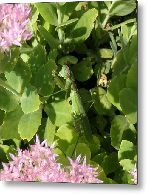 Mantis Metal Print featuring the photograph A Predator Lurks by Christopher Reed