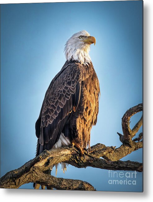 American Bald Eagle Metal Print featuring the photograph American Bald Eagle on a Branch by Sandra Rust