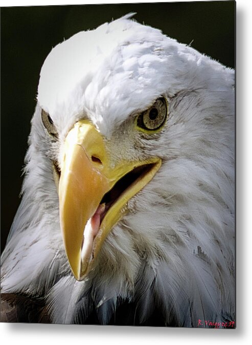 Swan Metal Print featuring the photograph American Bald Eagle by Rene Vasquez