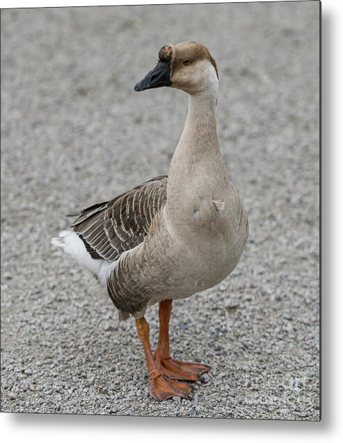 Basal Knob Metal Print featuring the digital art Basal Knob Goose by Jim Hatch