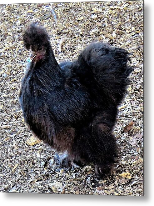 Black Chickens Metal Print featuring the photograph Black Silkie Bantam by Linda Stern