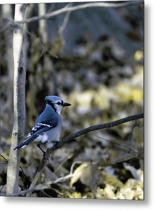 Animal Metal Print featuring the photograph Blue bird by Paul Ross
