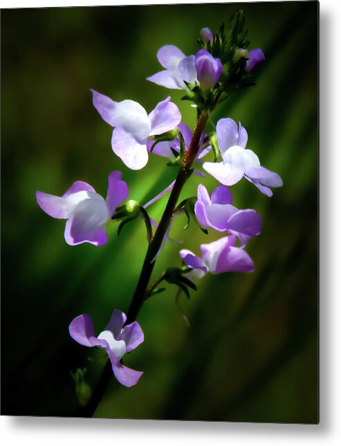 Nuttallanthus Canadensis Metal Print featuring the photograph Blue Toadflax by Gena Herro