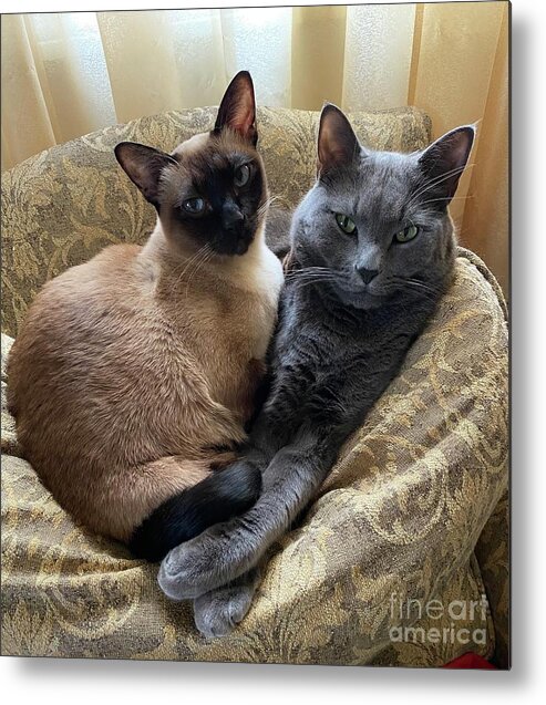 Cats In Love Metal Print featuring the photograph Cats in Love by B Rossitto