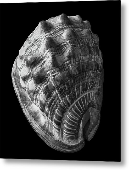 Sea Shell Metal Print featuring the photograph Conch Shell in Black and White. by Phil And Karen Rispin