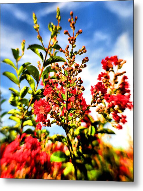 Crêpe Myrtle Metal Print featuring the photograph Crepe Myrtle Buds and Blossoms by Steve Ember