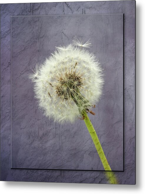 Botanical Metal Print featuring the photograph Dandelion Clock with textured background by Sue Leonard