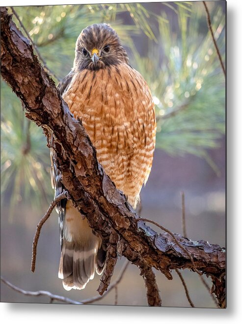 Wildlife Metal Print featuring the photograph Judging Hawk by Rick Nelson