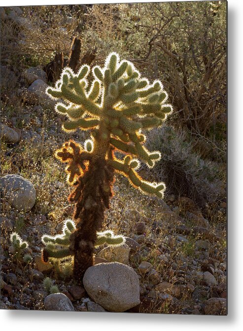 Desert Metal Print featuring the photograph Lone Cholla by Jean Noren