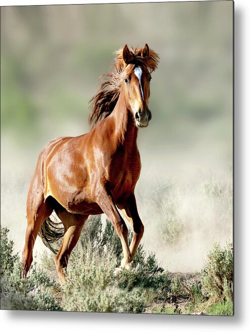 Horses Metal Print featuring the photograph Magnificent Mustang Wildness by Judi Dressler