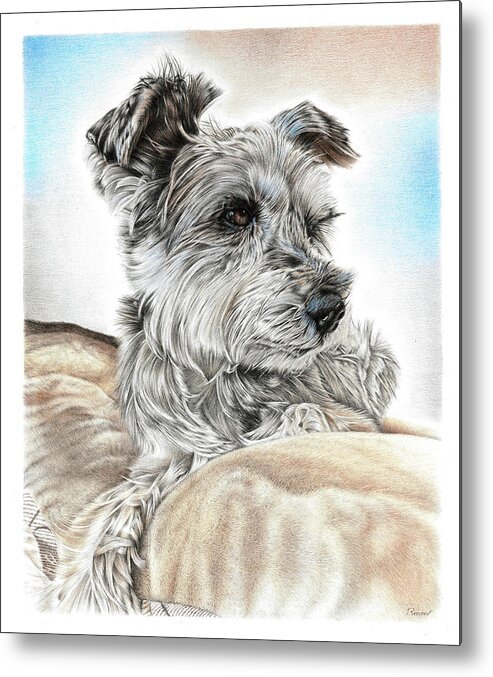 Dog Metal Print featuring the drawing Mini Schnauzer by Casey 'Remrov' Vormer