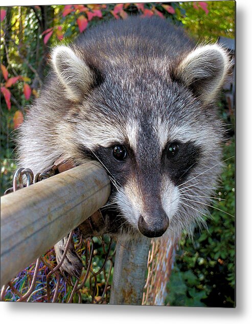 Raccoon Metal Print featuring the photograph Just Hangin' Out by Steve Ember