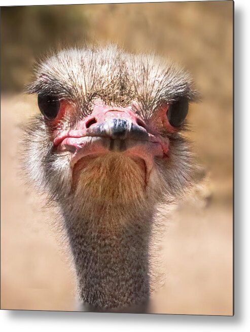 Ostrich Metal Print featuring the photograph Ostrich Staredown by Laura Putman