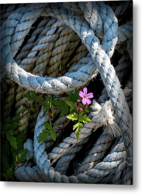 Maine Metal Print featuring the photograph Perseverance by Phil Marty